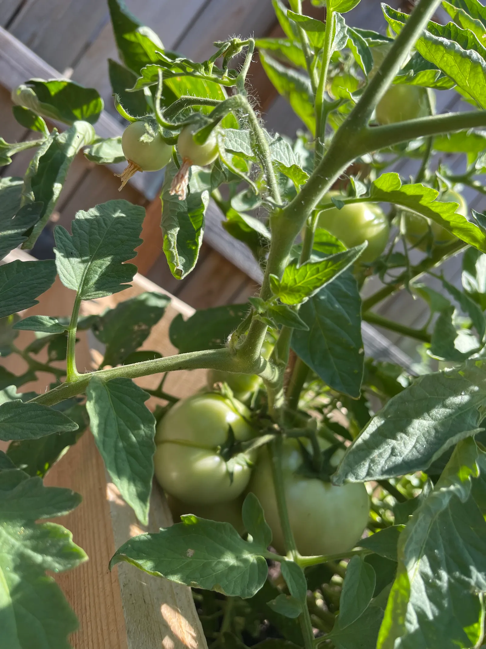 Tomato plants growing in a raised garden bed at Blue Mountain Residential Care Home in Oregon City
